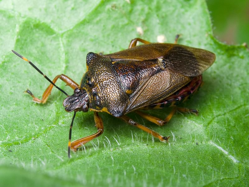 Pinthaeus sanguinipes (Fabricius, 1781)